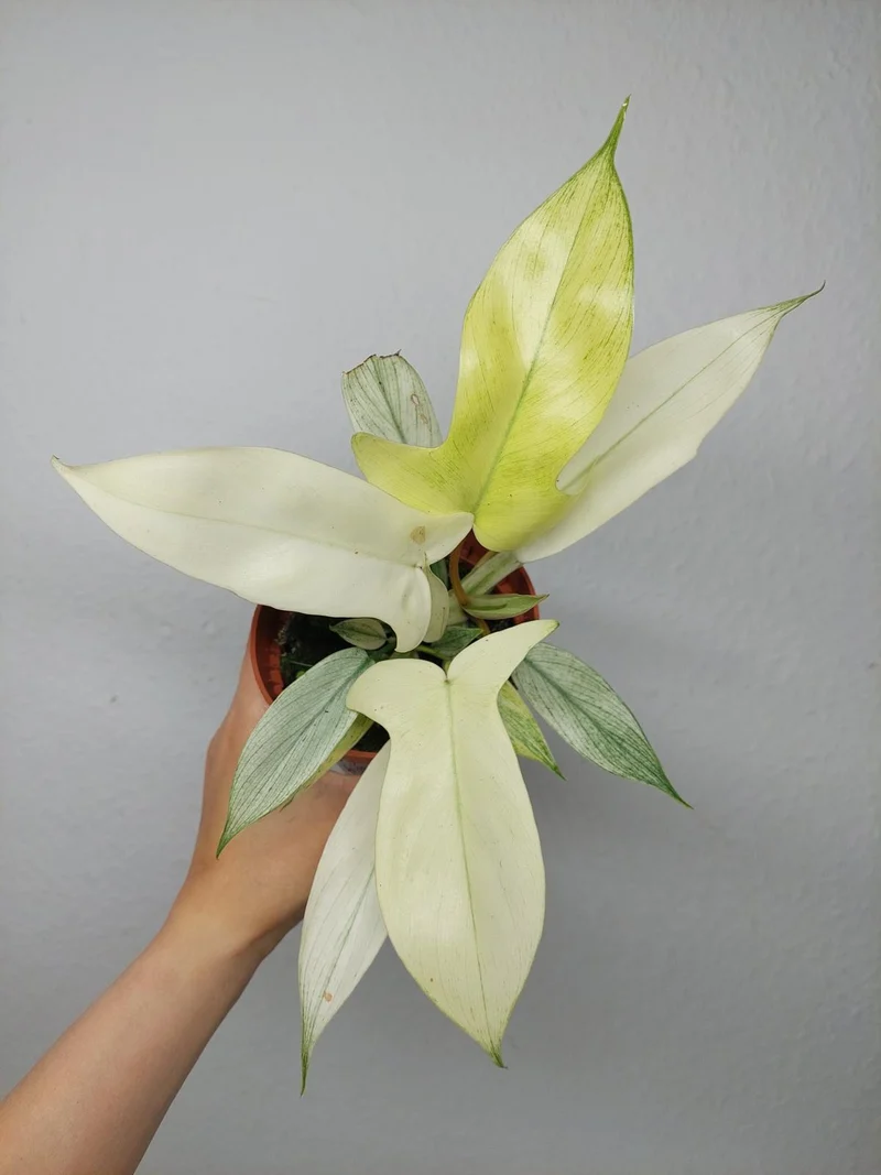 Philodendron Florida Ghost