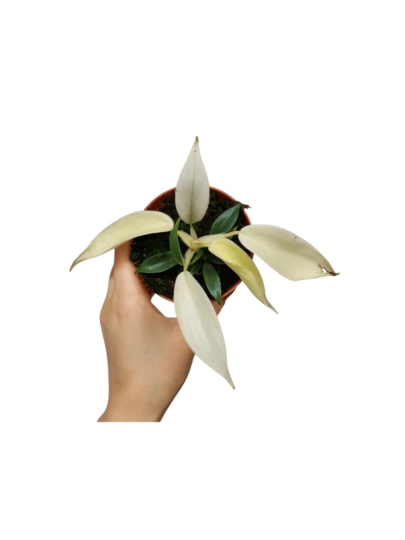 Philodendron Florida Ghost