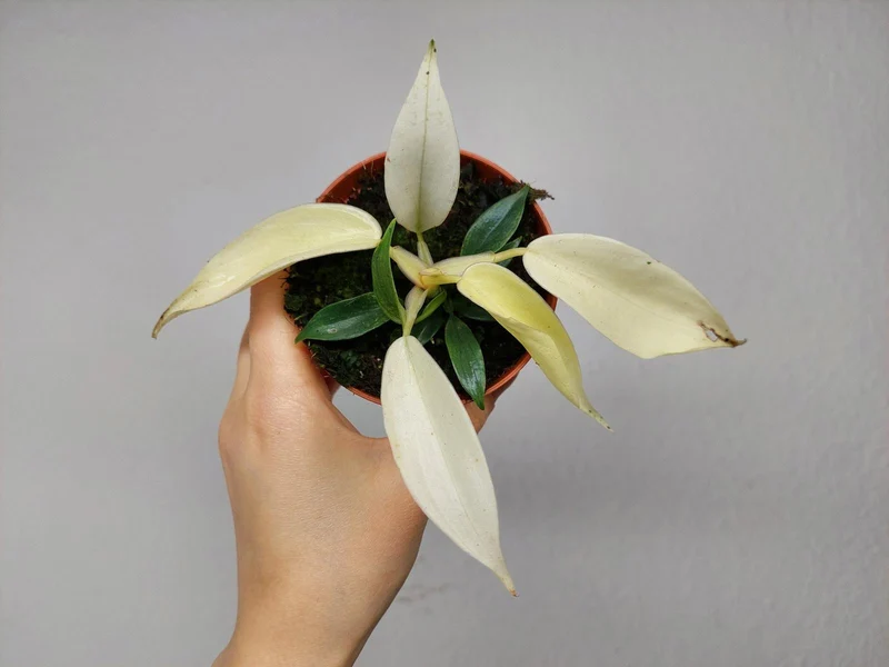 Philodendron Florida Ghost
