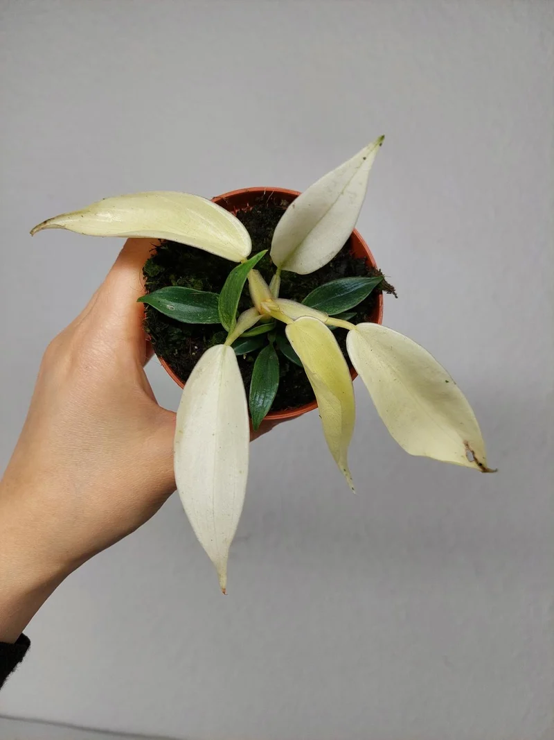 Philodendron Florida Ghost