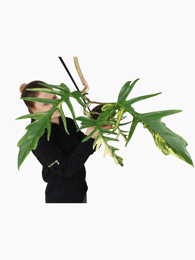 Philodendron Florida Beauty x Tortum Variegata