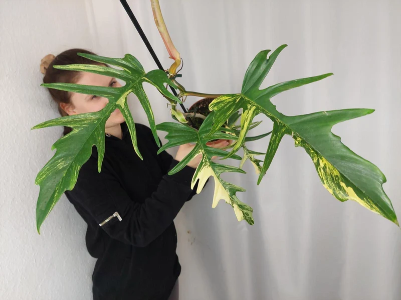 Philodendron Florida Beauty x Tortum Variegata