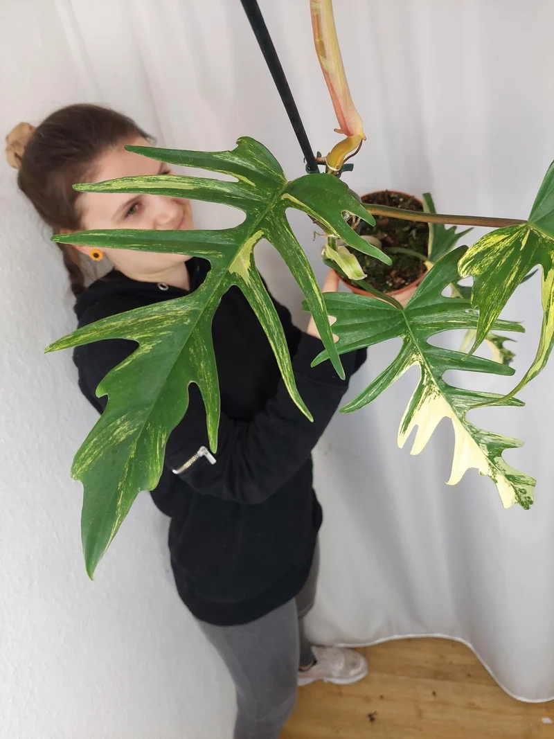 Philodendron Florida Beauty x Tortum Variegata