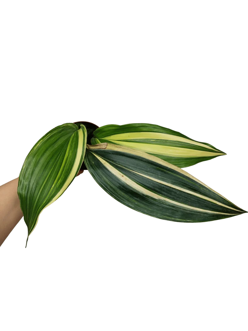 Aspidistra Elatior Variegata