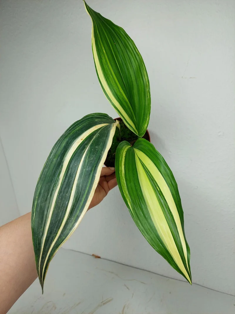 Aspidistra Elatior Variegata