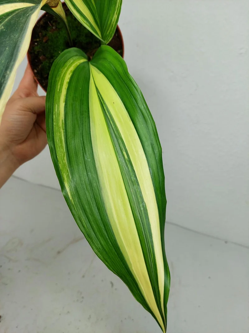 Aspidistra Elatior Variegata