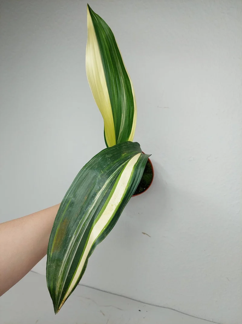 Aspidistra Elatior Variegata