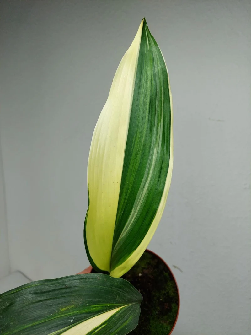 Aspidistra Elatior Variegata