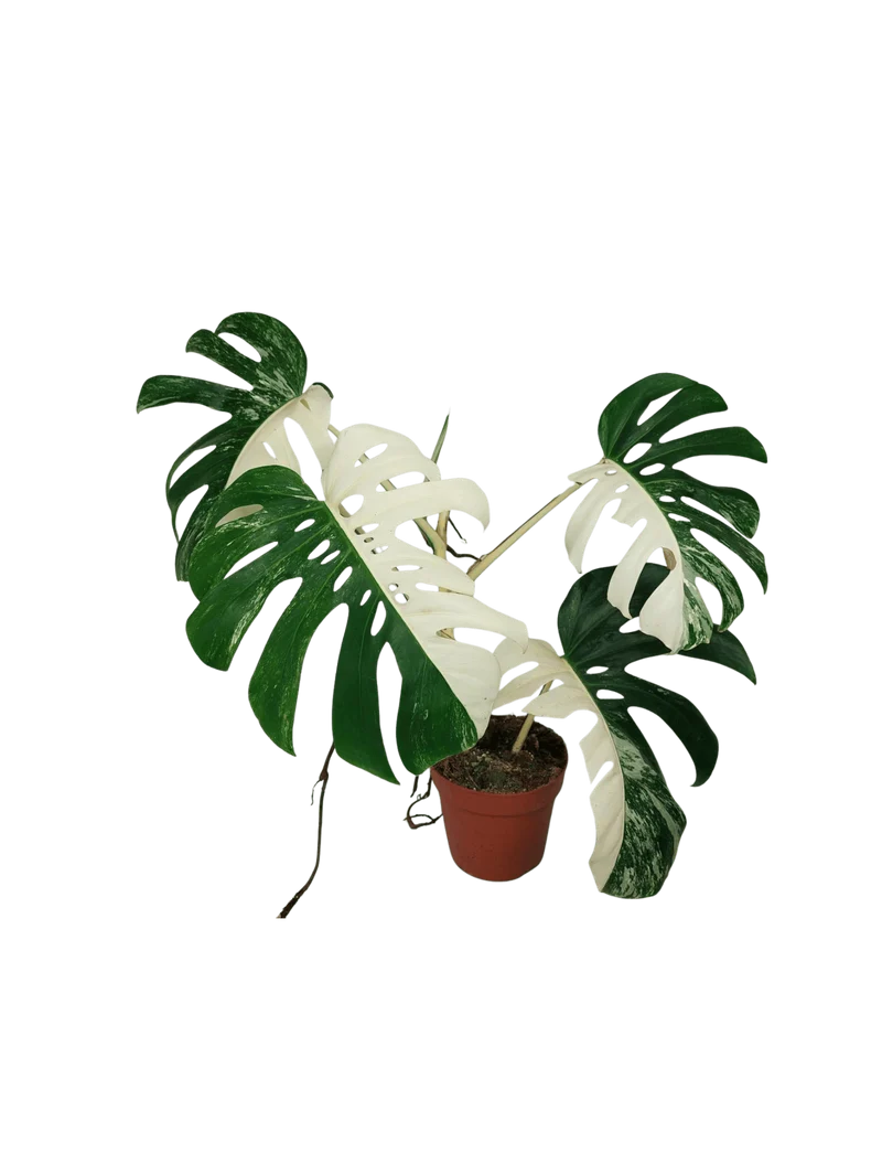 Sad Plants