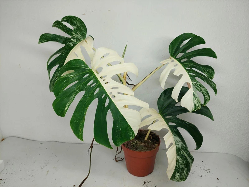 Sad Plants