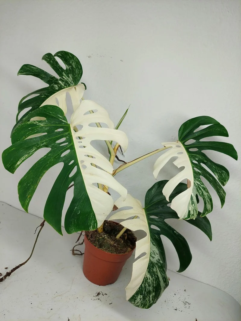 Sad Plants