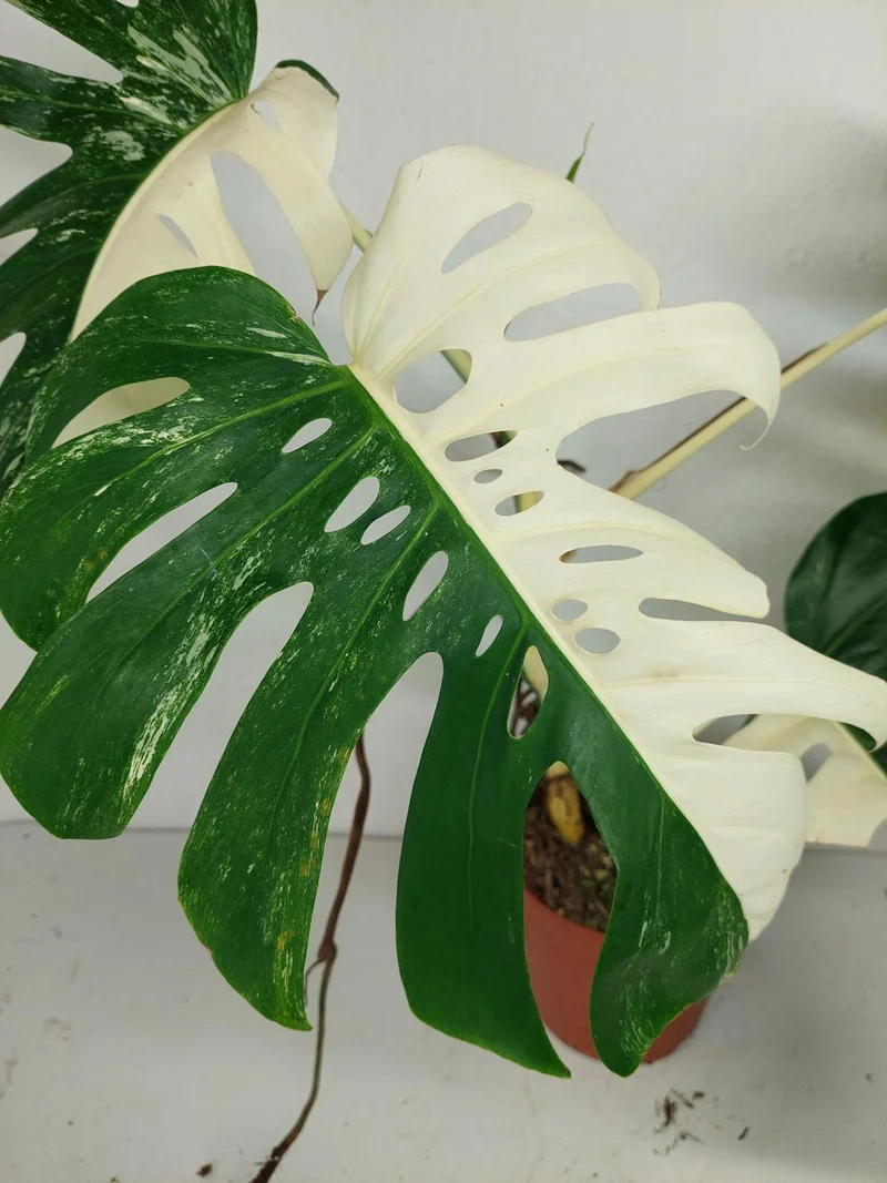 Sad Plants