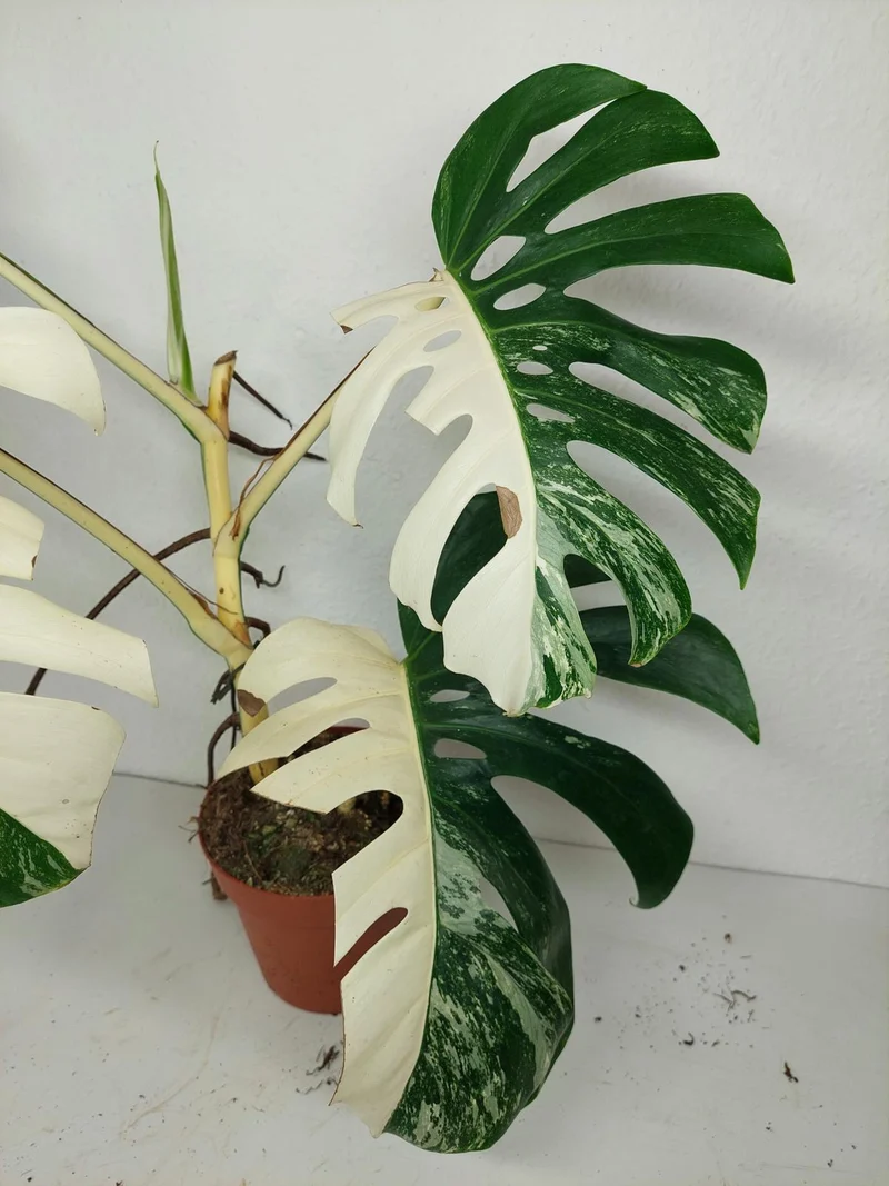 Sad Plants