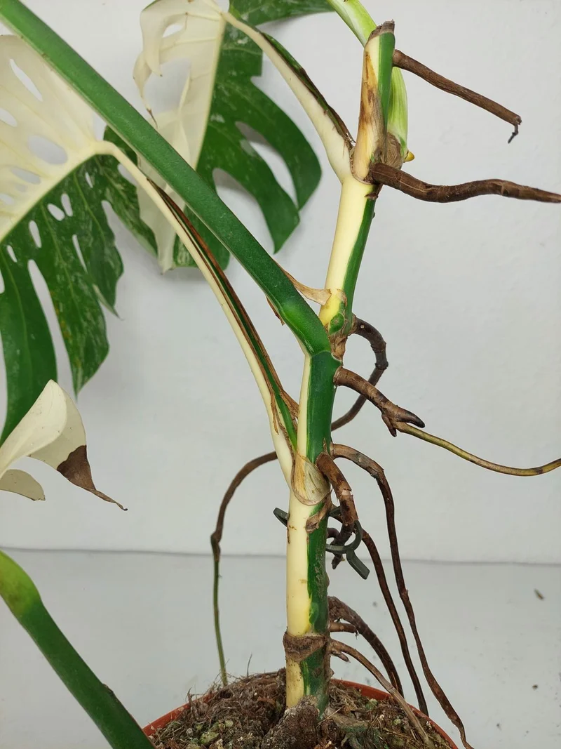Sad Plants