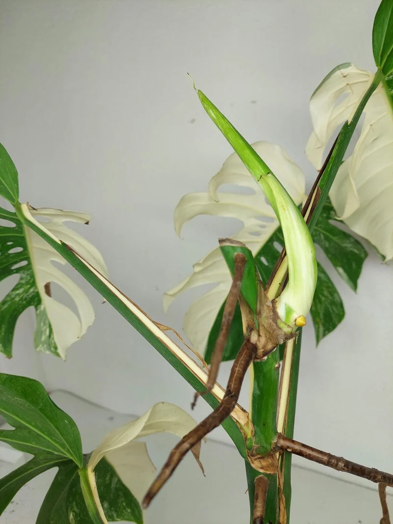 Sad Plants