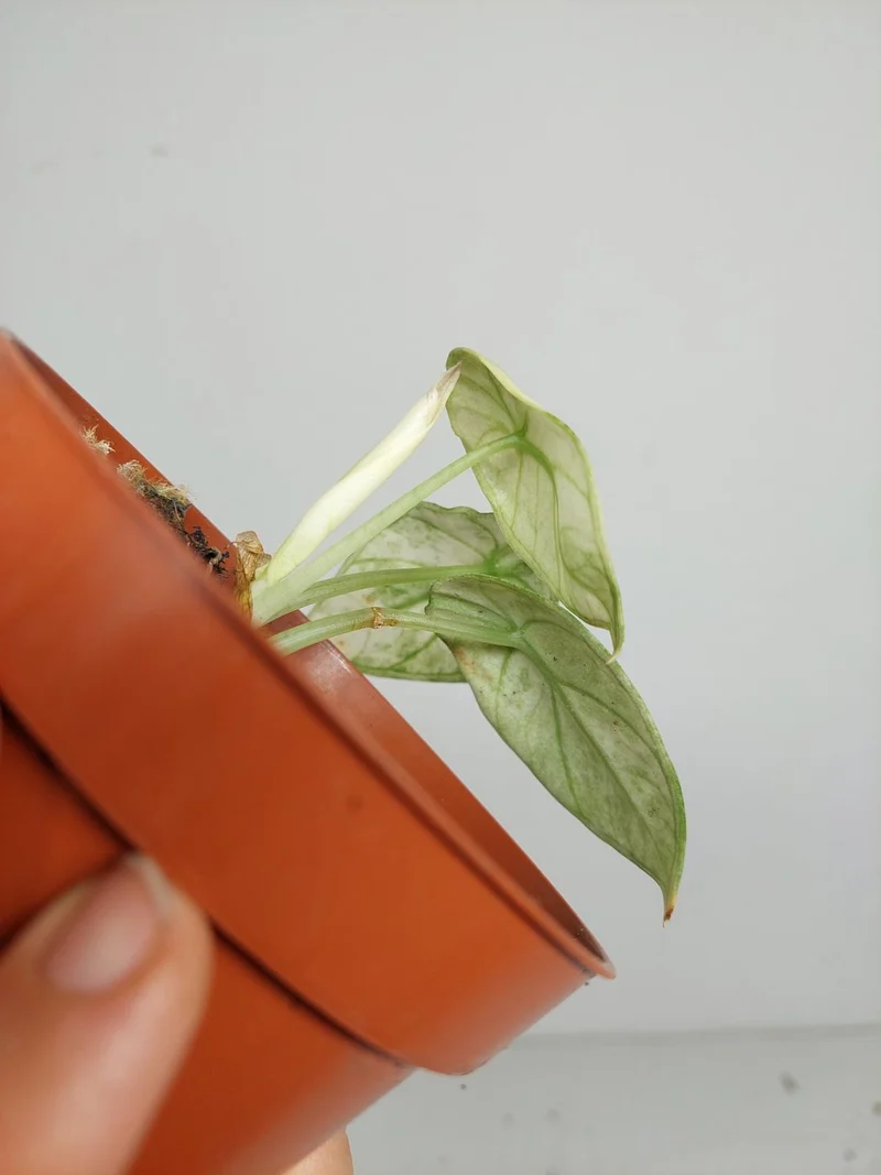 Sad Plants