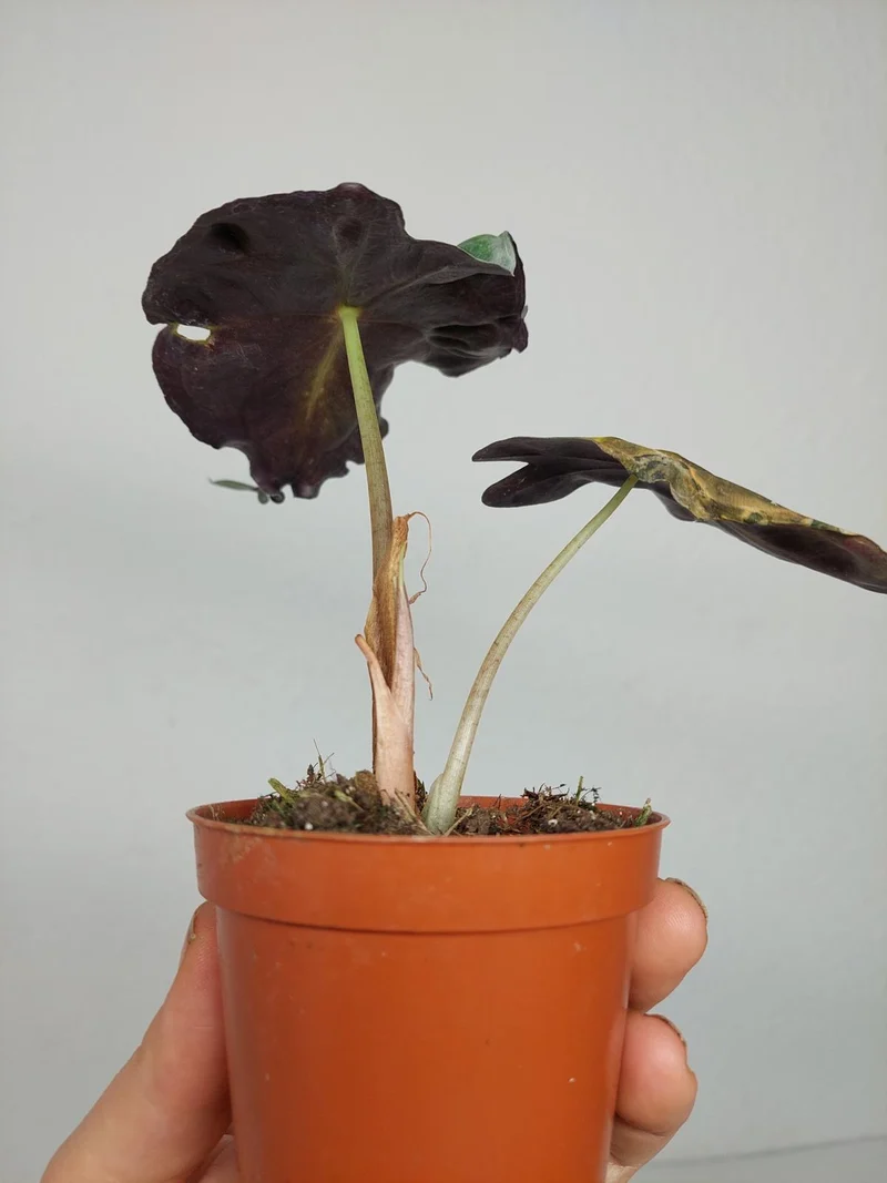 Sad Plants