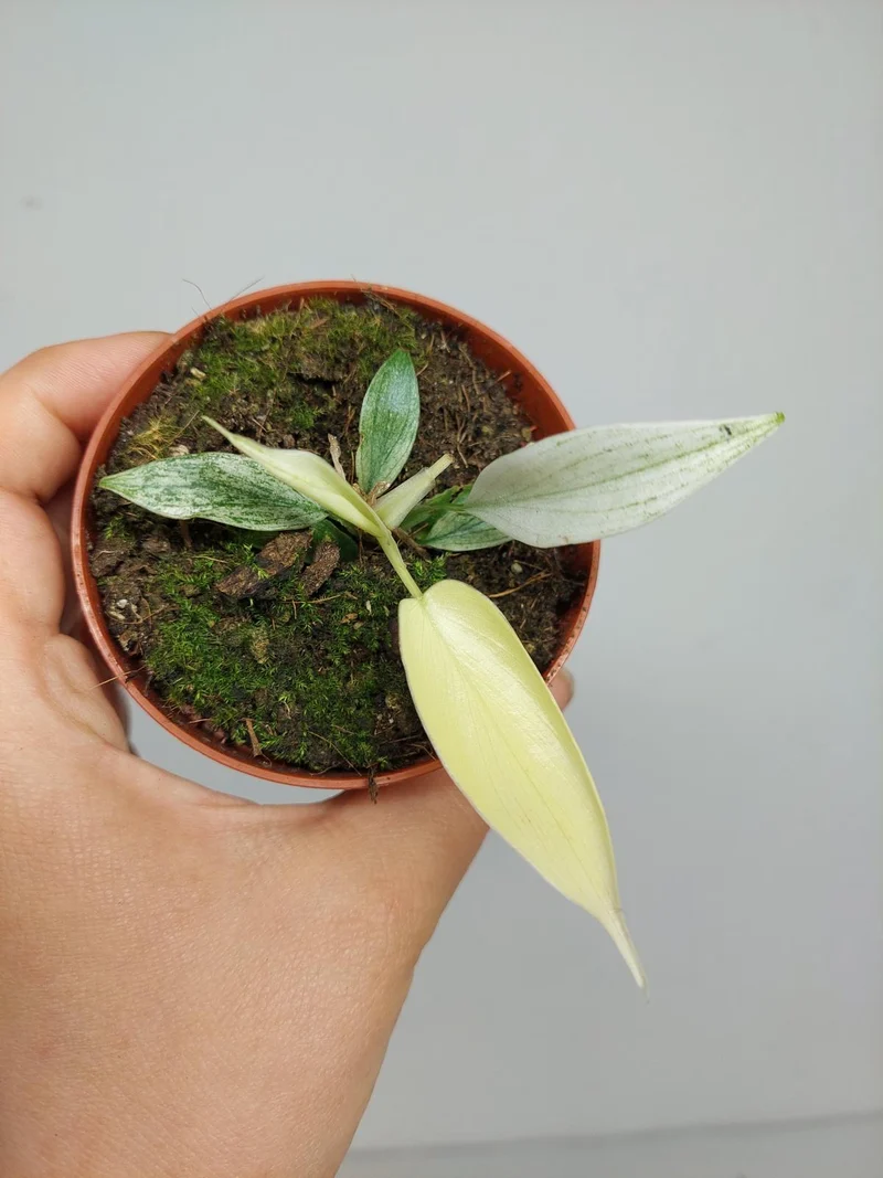 Sad Plants