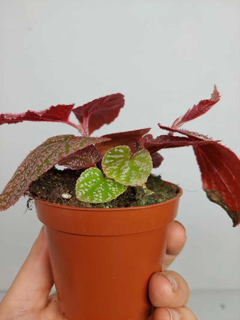 Sad Plants
