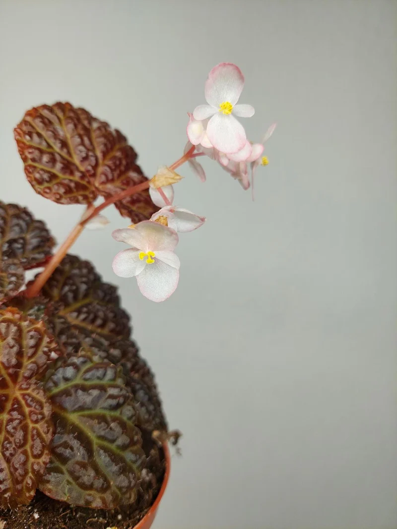 Sad Plants