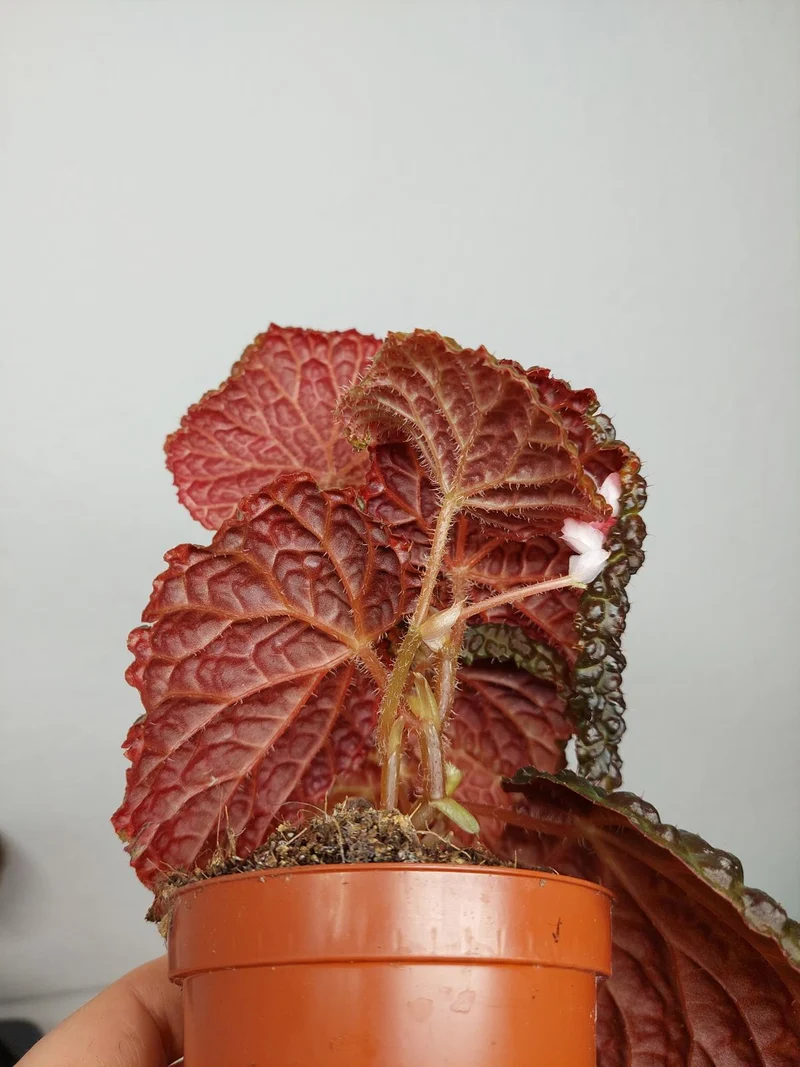 Sad Plants