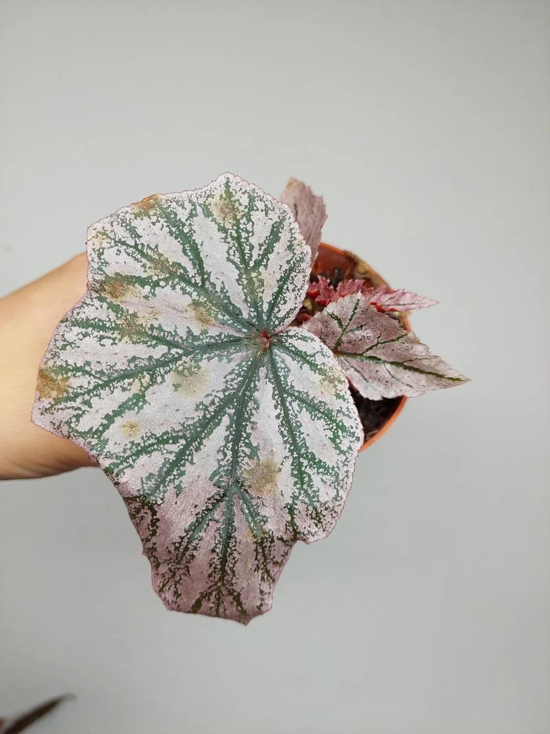 Sad Plants