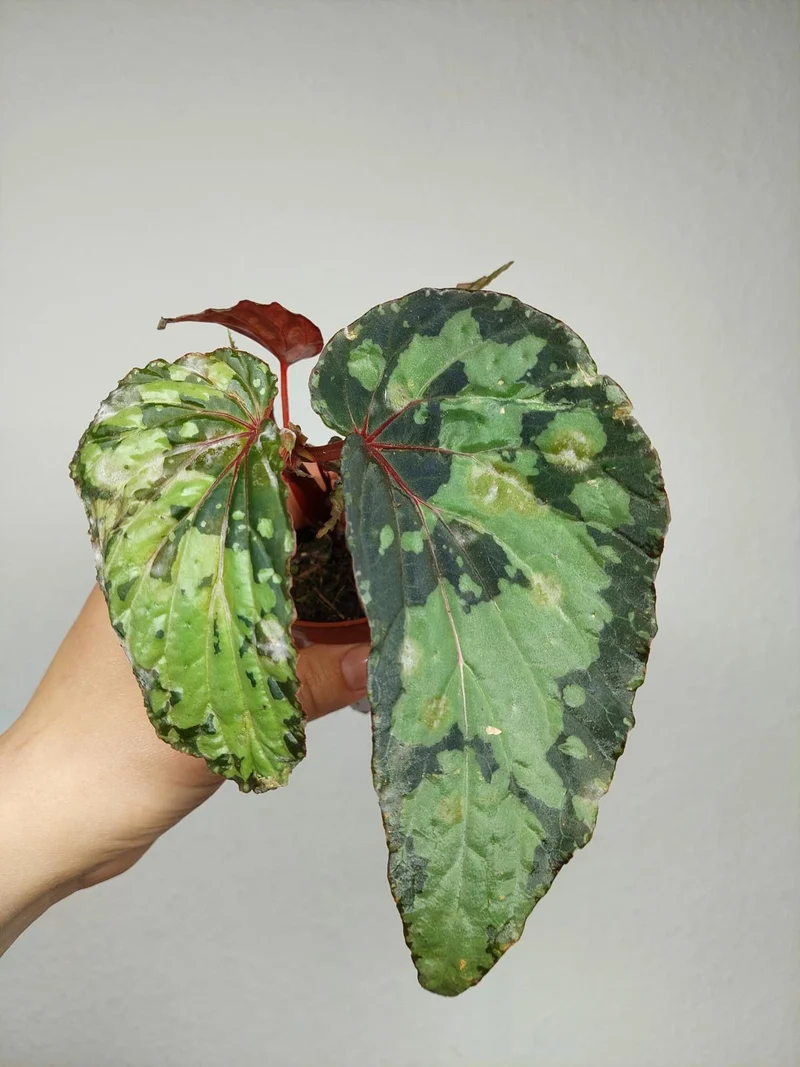 Sad Plants