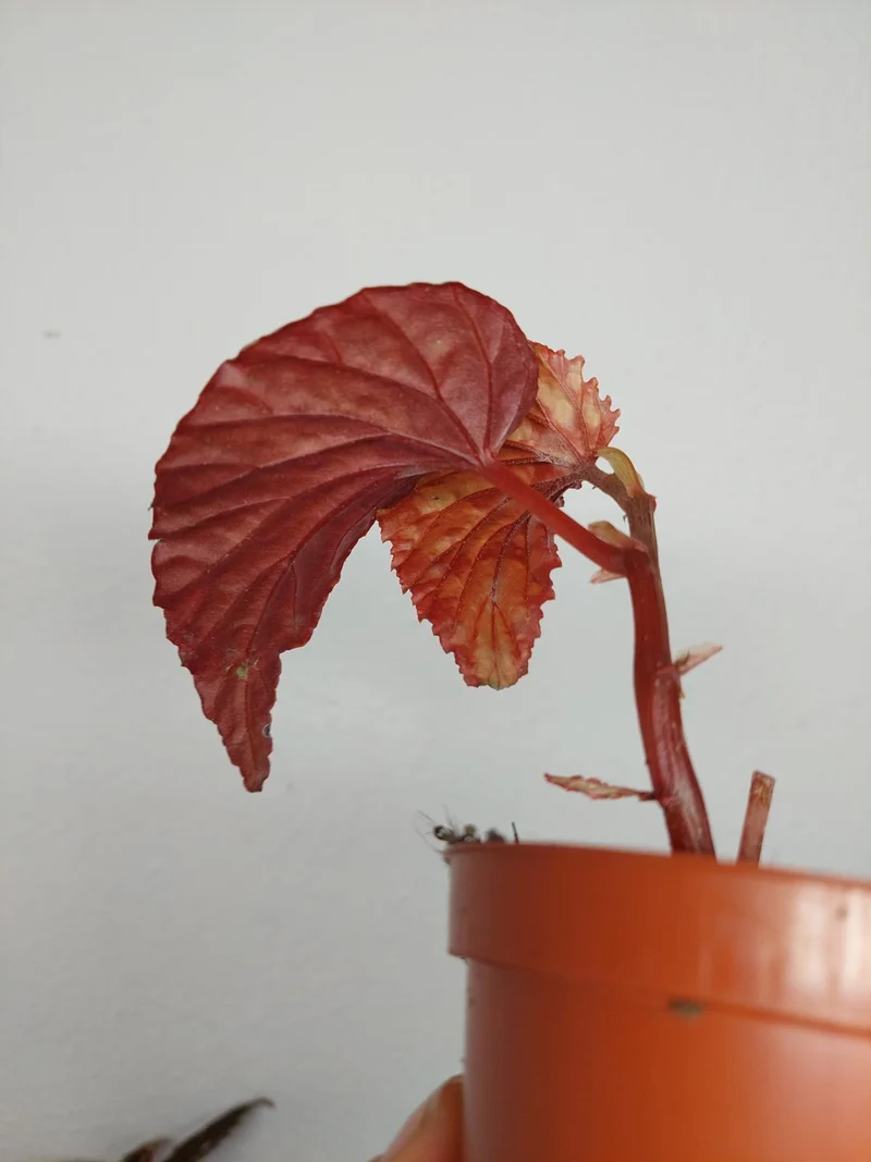 Sad Plants