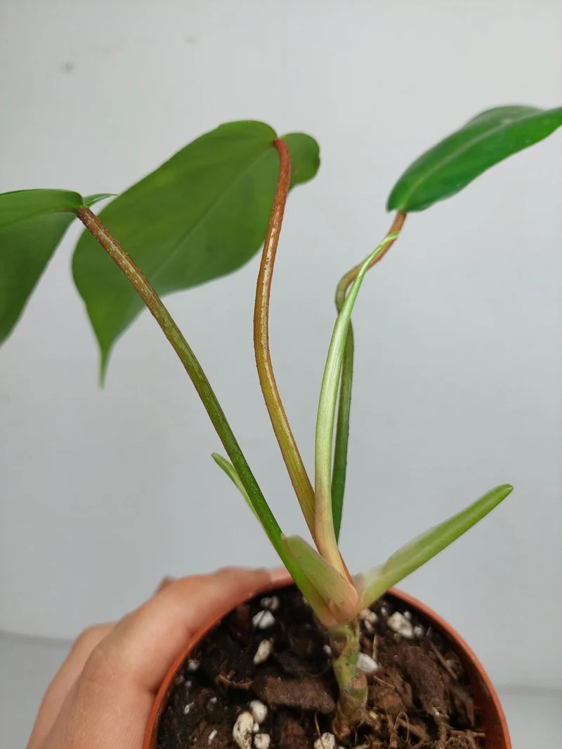 Sad Plants
