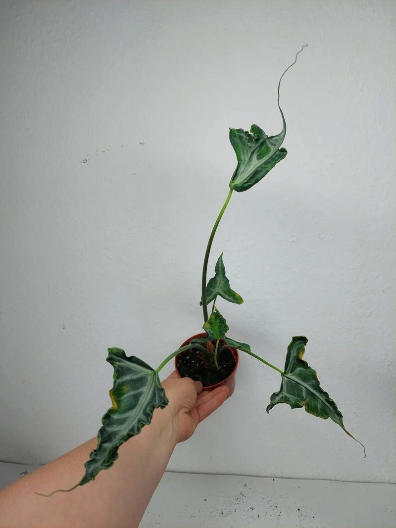 Sad Plants