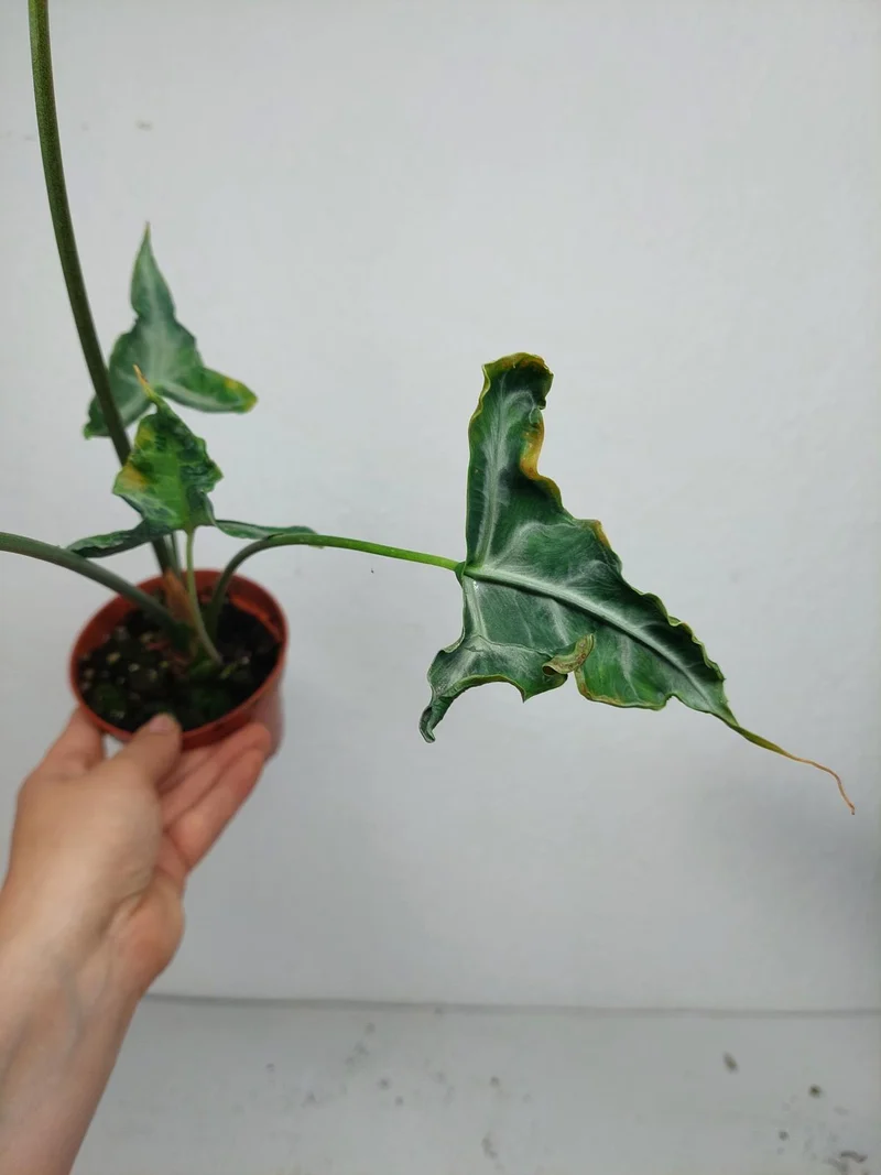 Sad Plants