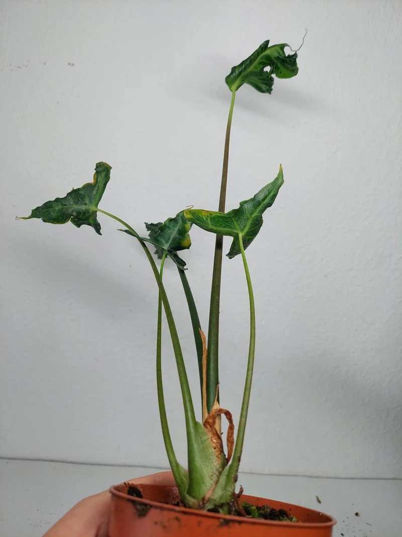 Sad Plants