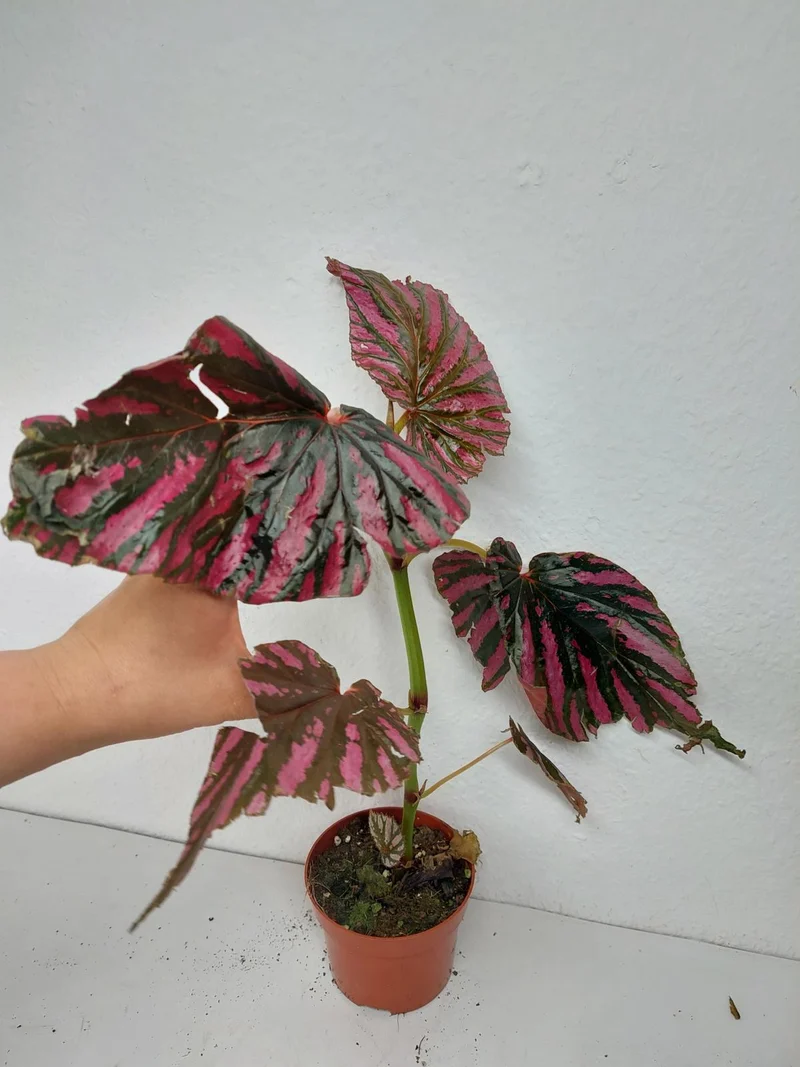 Sad Plants
