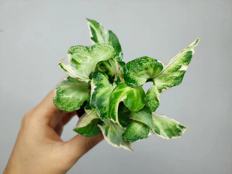 Syngonium Starlite T25