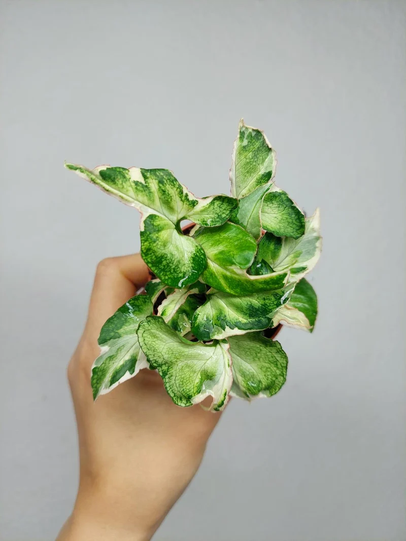 Syngonium Starlite T25
