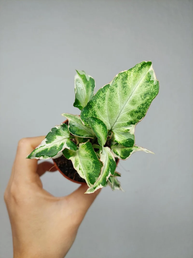 Syngonium Starlite T25