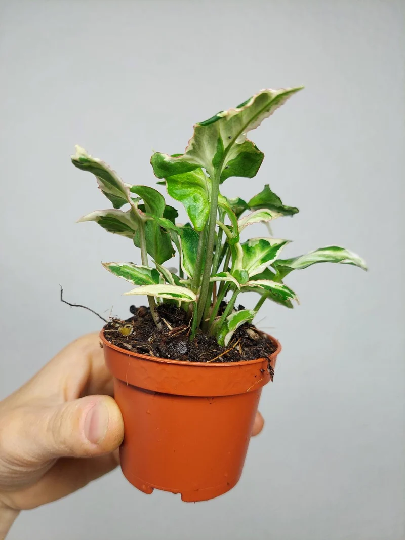 Syngonium Starlite T25