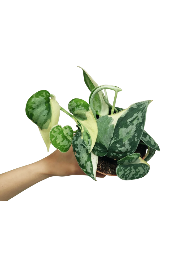 Scindapsus Mayari Variegata