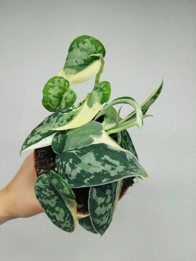 Scindapsus Mayari Variegata