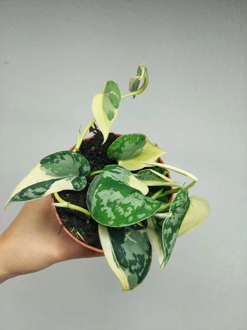 Scindapsus Mayari Variegata
