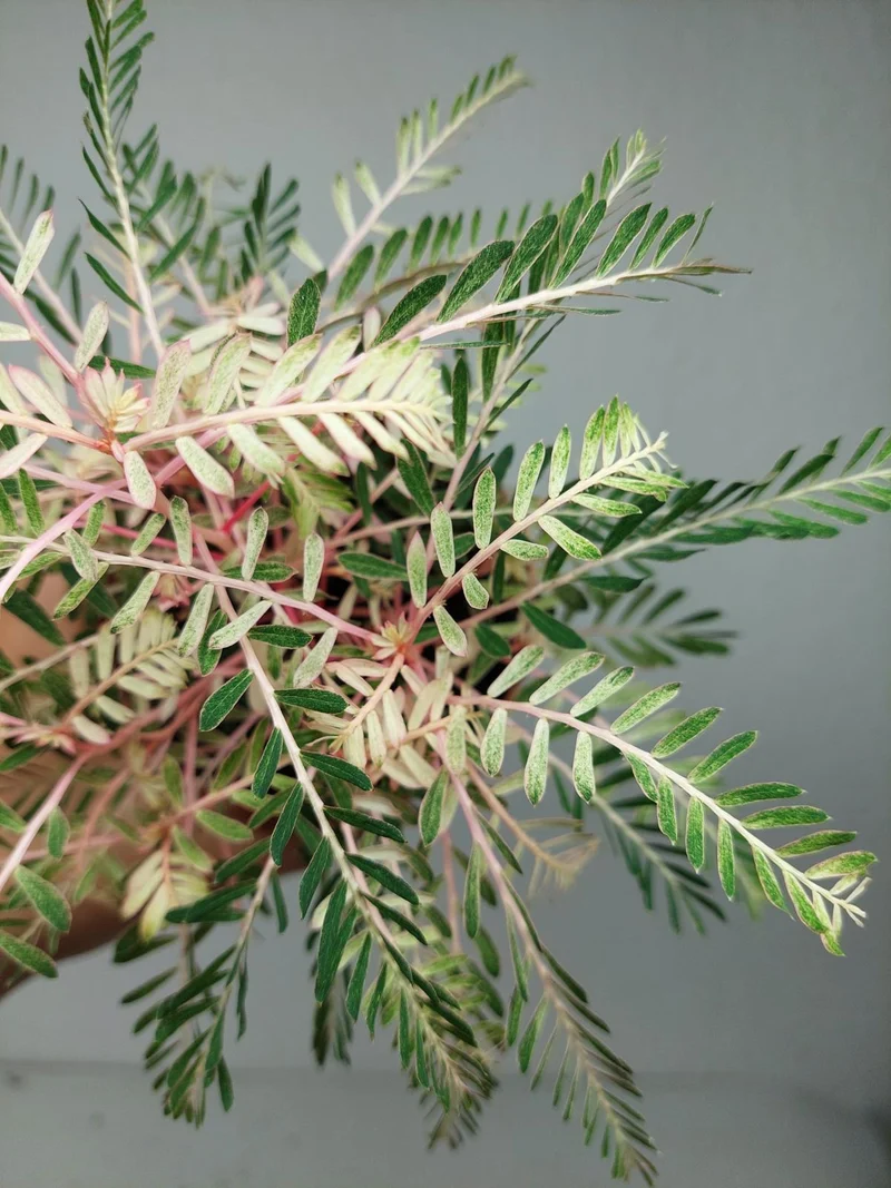 Phyllanthus Urinaria Variegata