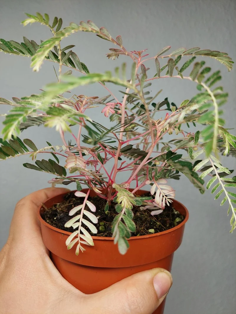 Phyllanthus Urinaria Variegata