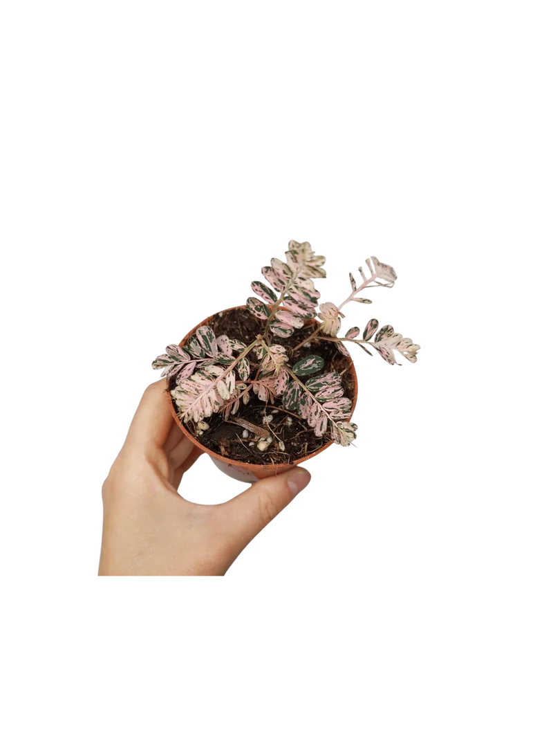 Phyllanthus Urinaria Pink Variegata