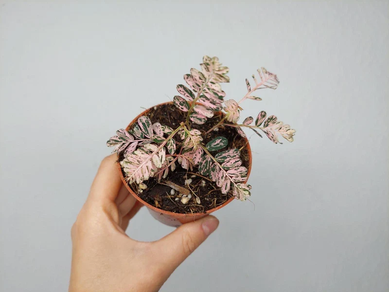 Phyllanthus Urinaria Pink Variegata