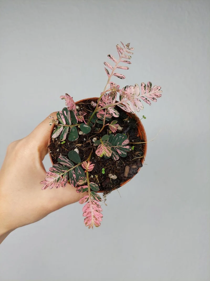 Phyllanthus Urinaria Pink Variegata