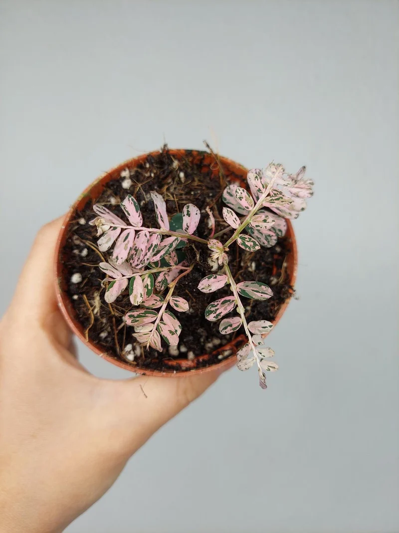 Phyllanthus Urinaria Pink Variegata