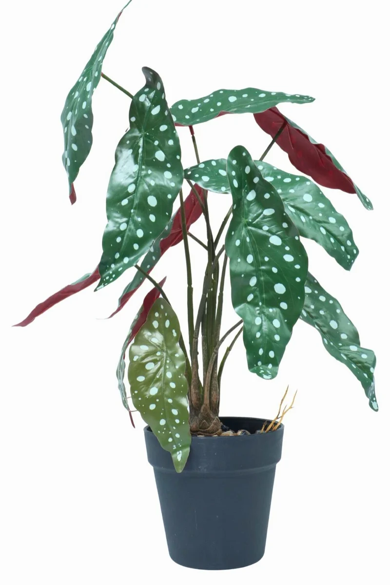 Begonia Maculata Kunstpflanze 55 cm