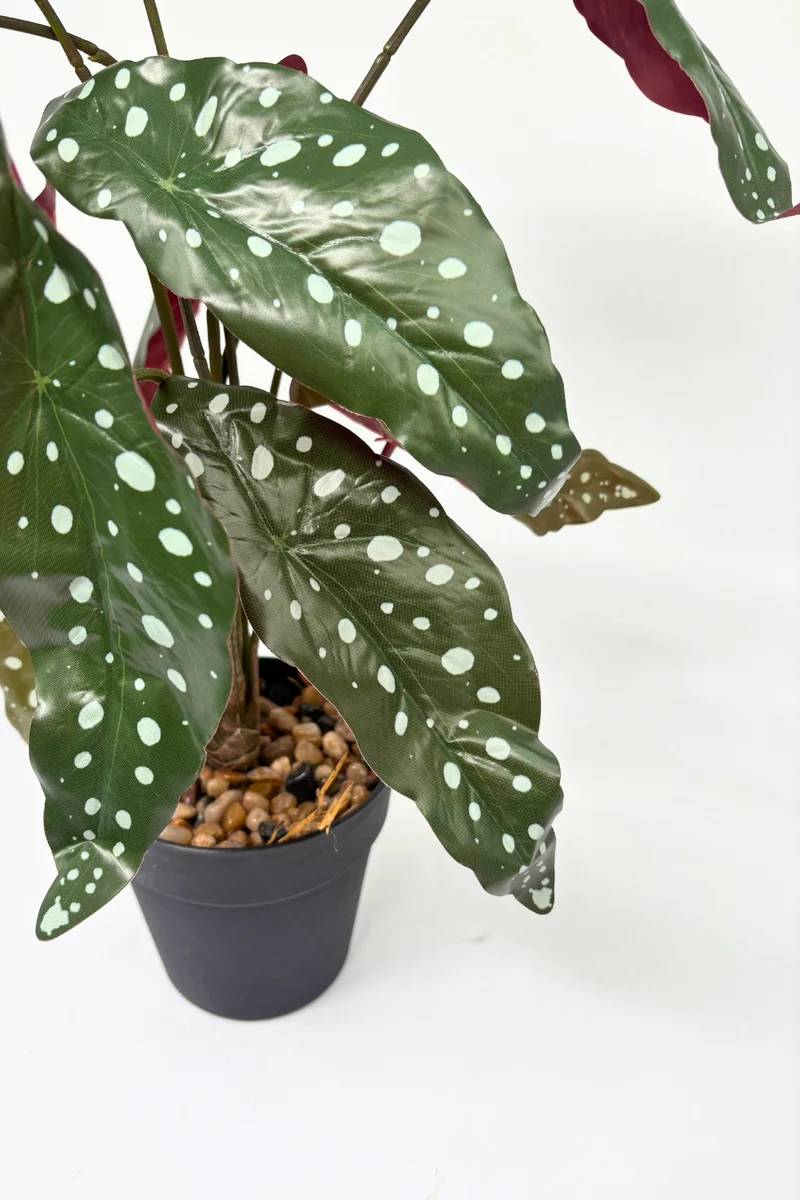 Begonia Maculata Kunstpflanze 55 cm