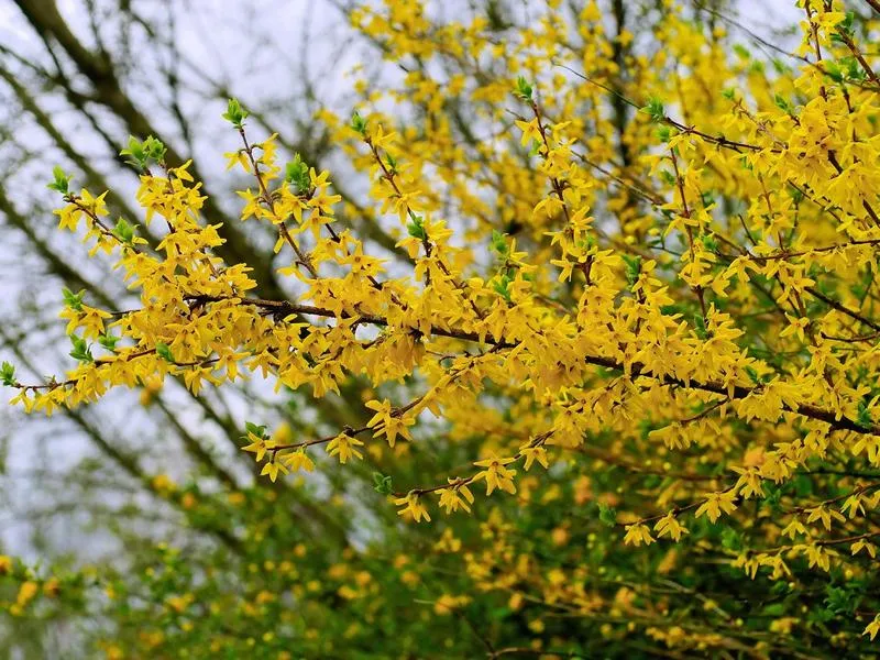 Forsythie "Klassiker" - Topf/Containerpflanzen