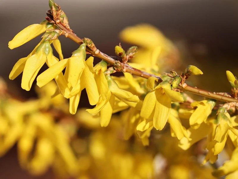 Forsythie "Klassiker" - Topf/Containerpflanzen